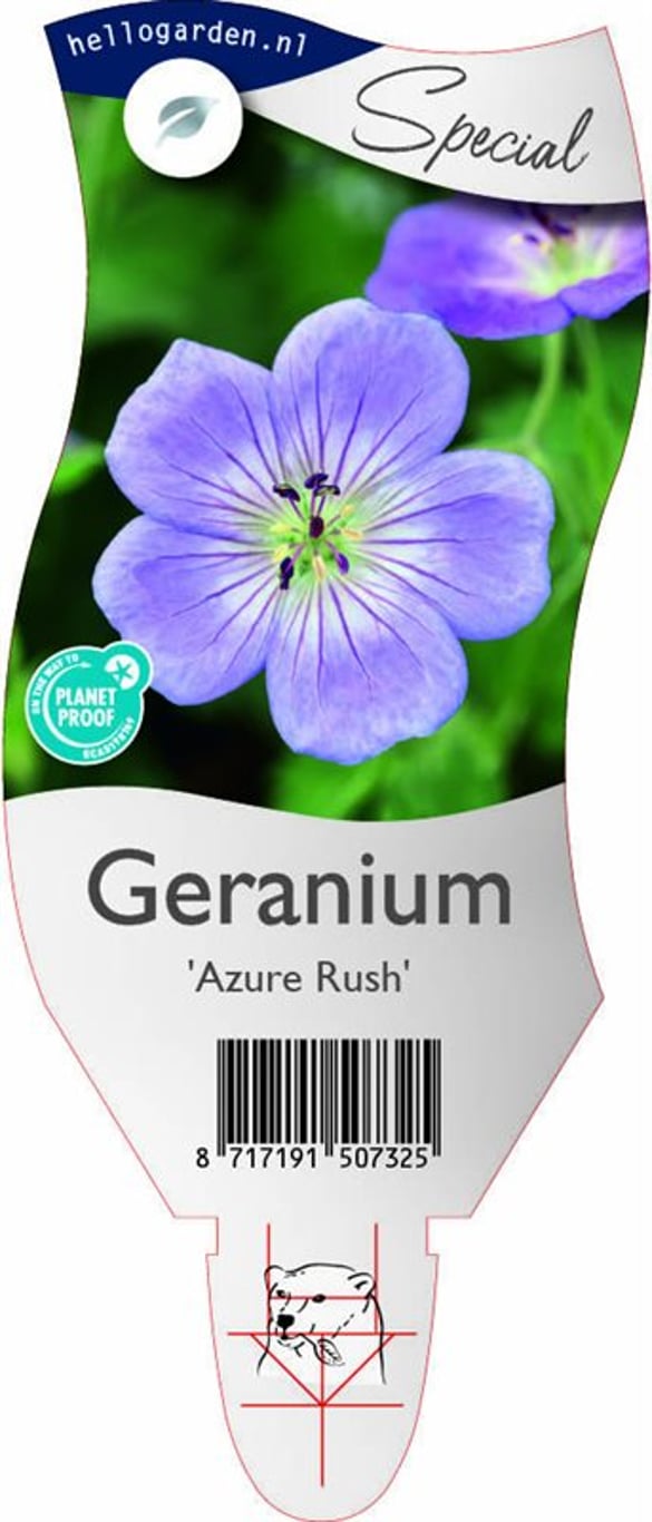 Geranium ´Azure Rush´ - P11